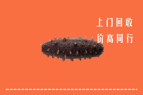 高价求购：七台河市茄子河区回收海参
